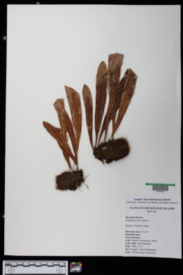 Elaphoglossum alatum image