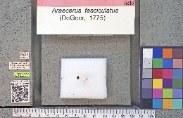 Araecerus fasciculatus image