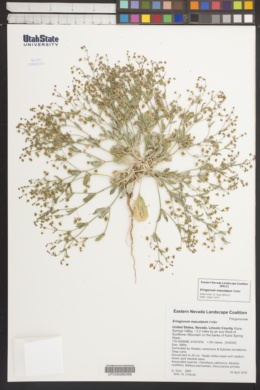 Image of Eriogonum maculatum
