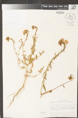 Eremothera boothii subsp. decorticans image
