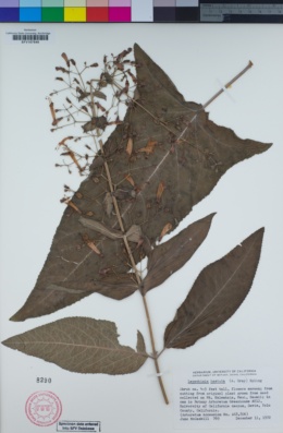 Lepechinia hastata image