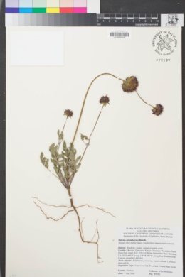 Image of Salvia columbariae