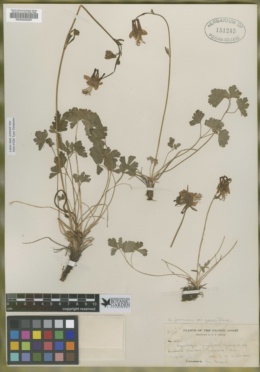 Aquilegia pauciflora image