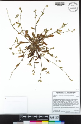 Plagiobothrys collinus var. fulvescens image