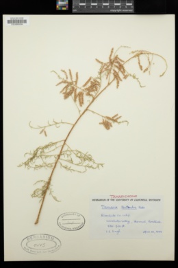Tamarix ramosissima image