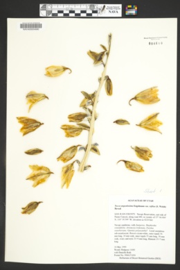 Yucca angustissima var. toftiae image