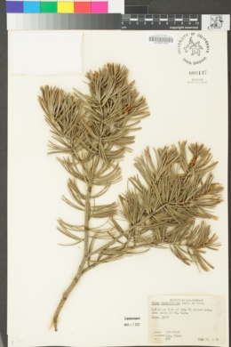 Pinus quadrifolia image