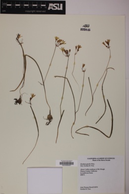 Image of Brodiaea gracilis