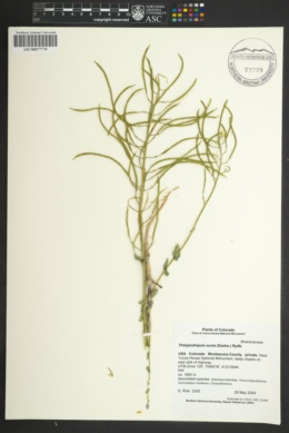 Thelypodiopsis aurea image
