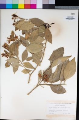 Citrus × sinensis image