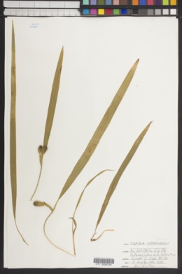 Image of Tigridia catarinensis