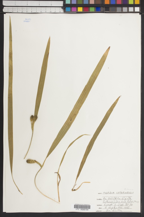 Tigridia catarinensis image