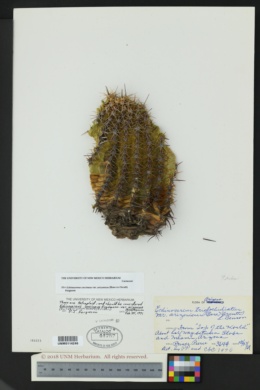 Echinocereus coccineus var. arizonicus image