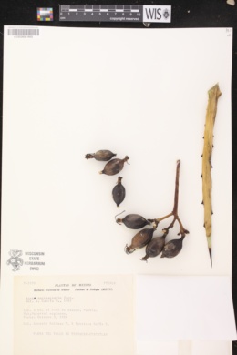 Image of Agave macroacantha