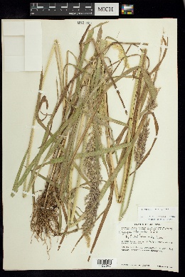 Polypogon elongatus image