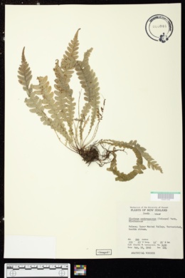 Austroblechnum membranaceum image