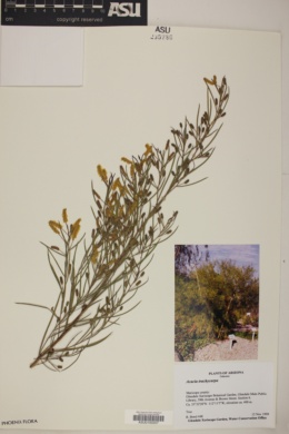 Image of Acacia trachycarpa