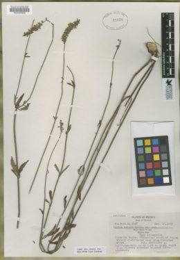 Salvia exilis image