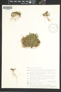 Selaginella leucobryoides image
