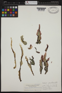Pyropia pseudolanceolata image
