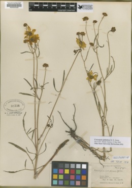 Image of Coreopsis paludosa