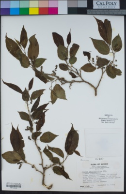 Image of Morus celtidifolia