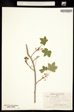 Image of Ribes laxiflorum