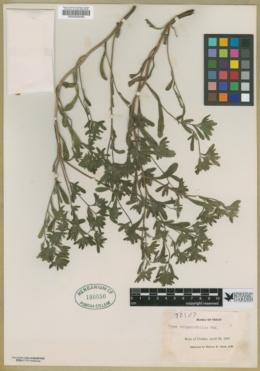 Image of Nama origanifolia