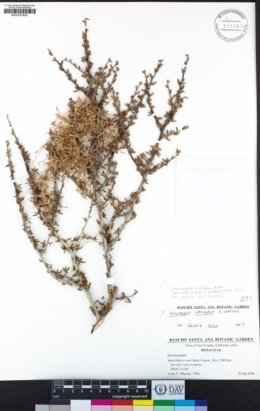 Cercocarpus intricatus image