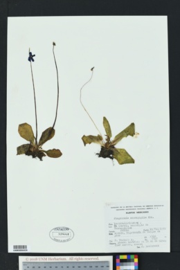 Image of Pinguicula macrophylla