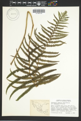 Thelypteris puberula var. sonorensis image