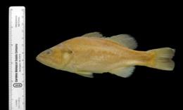 Micropterus salmoides image