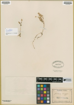 Stellaria longipes image