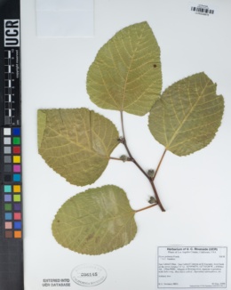 Ficus palmata image