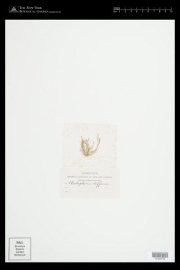 Cladophora diffusa image