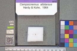 Image of Campsicnemus albitarsus