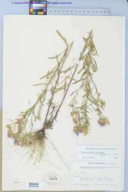 Dieteria canescens var. ambigua image