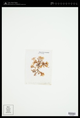 Thamnophyllis discigera image