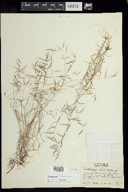 Muhlenbergia ciliata image