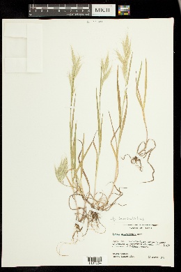 Bromus lanceolatus image