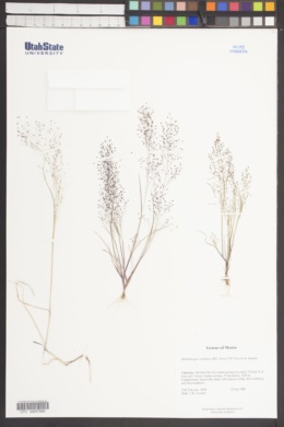 Muhlenbergia capillipes image