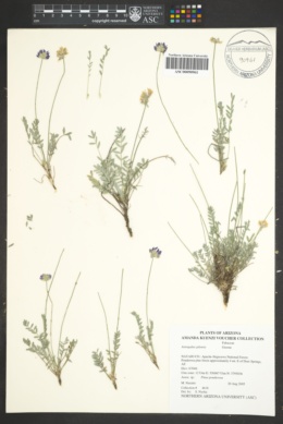 Astragalus gilensis image