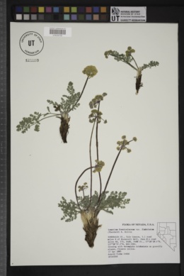 Lomatium foeniculaceum subsp. fimbriatum image