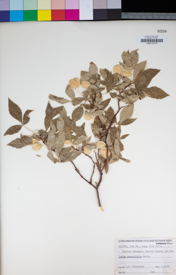 Ptelea angustifolia image