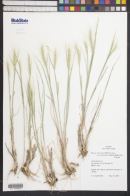 Image of Elymus hordeoides