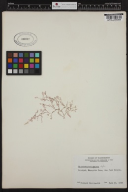 Heterosiphonia laxa image