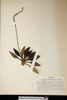 Plantago pachyphylla image