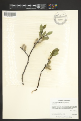 Salix planifolia var. planifolia image