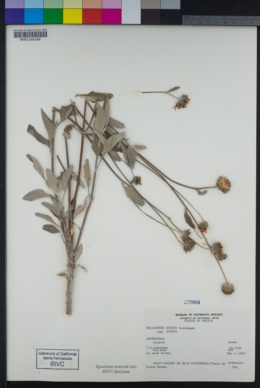 Helianthus niveus image