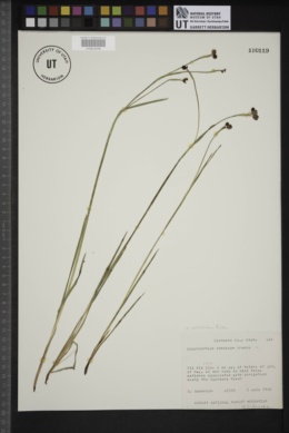 Sisyrinchium radicatum image
